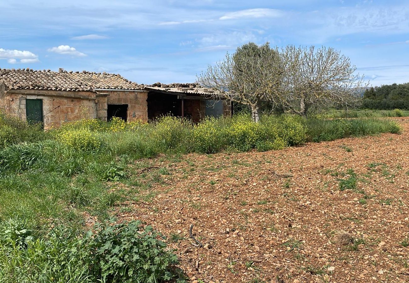 Domaine à Llubi - finca rústica en Llubi